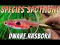 Dwarf rasbora boraras maculatus rare freshwater nano aquarium fish profile  care