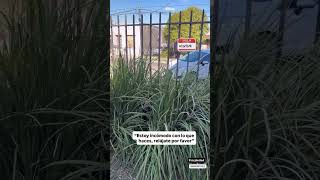 Coger distancia y poner obstáculos en medio, una señal clara de apaciguamiento canino !