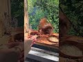 Ja Hörnchen geht Heim #shorts