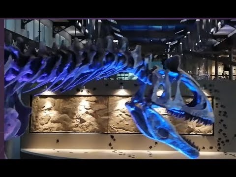 Video: Schelete de dinozaur. Muzee cu schelete de dinozaur
