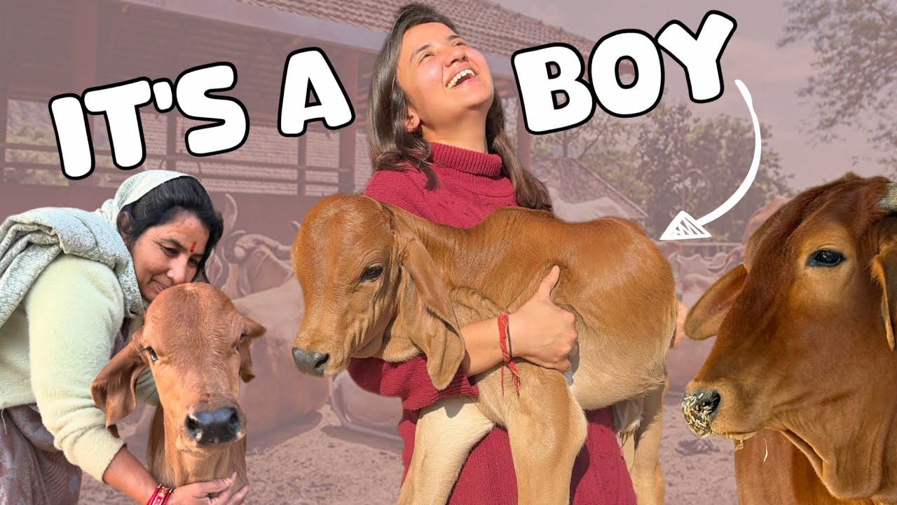 Firse nandi maharaj aagaye 🥳🫶🏻