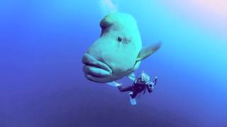 Napoleon Wrasse in the Southern Red Sea