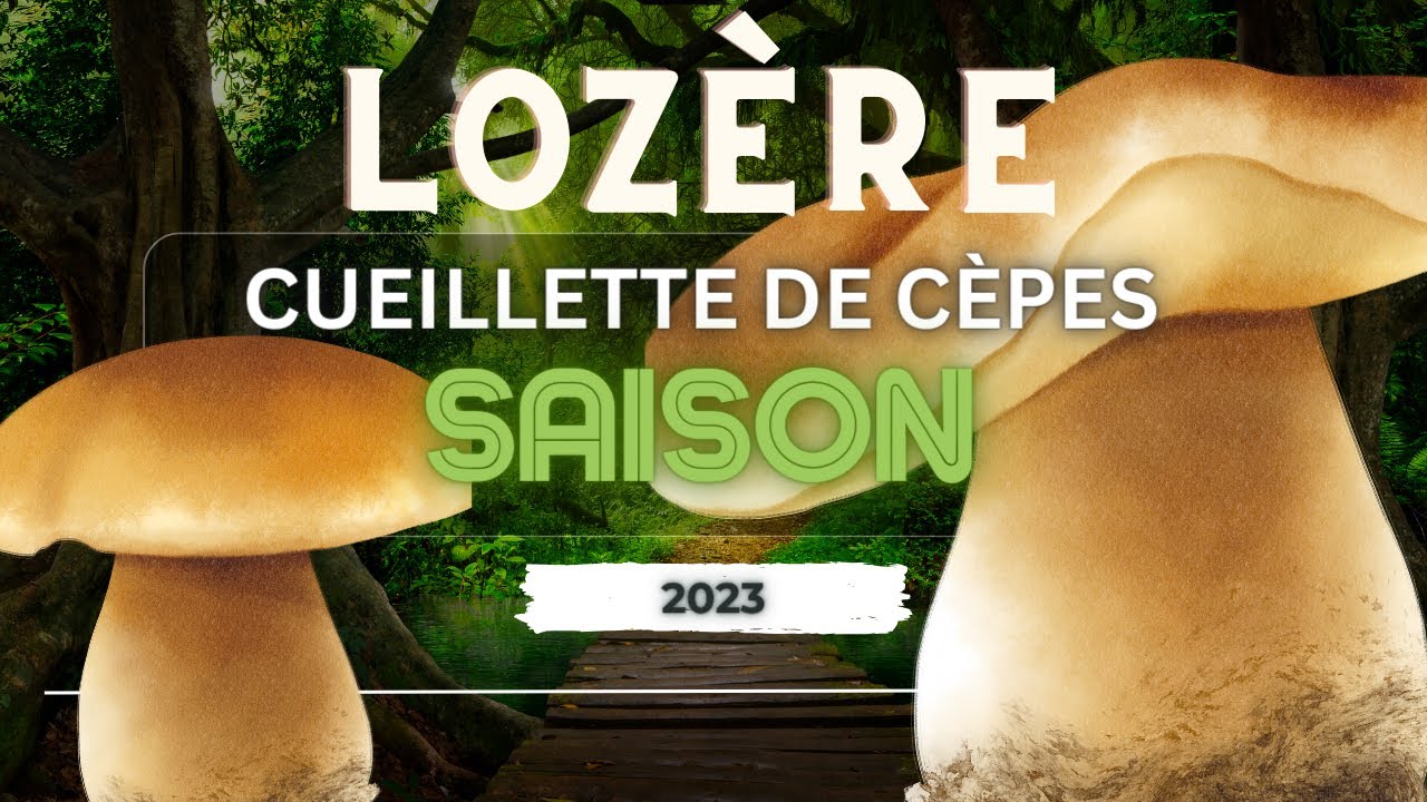 Cueillette Magique de Cèpes en Lozère 2023 🍄✨