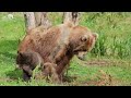 Baby Animals 4K - Le monde magique de jeunes animaux mignons avec une musique relaxante Mp3 Song