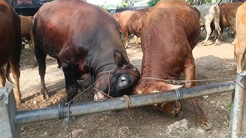 HARGA SAPI GEMUK UNTUK DI POTONG