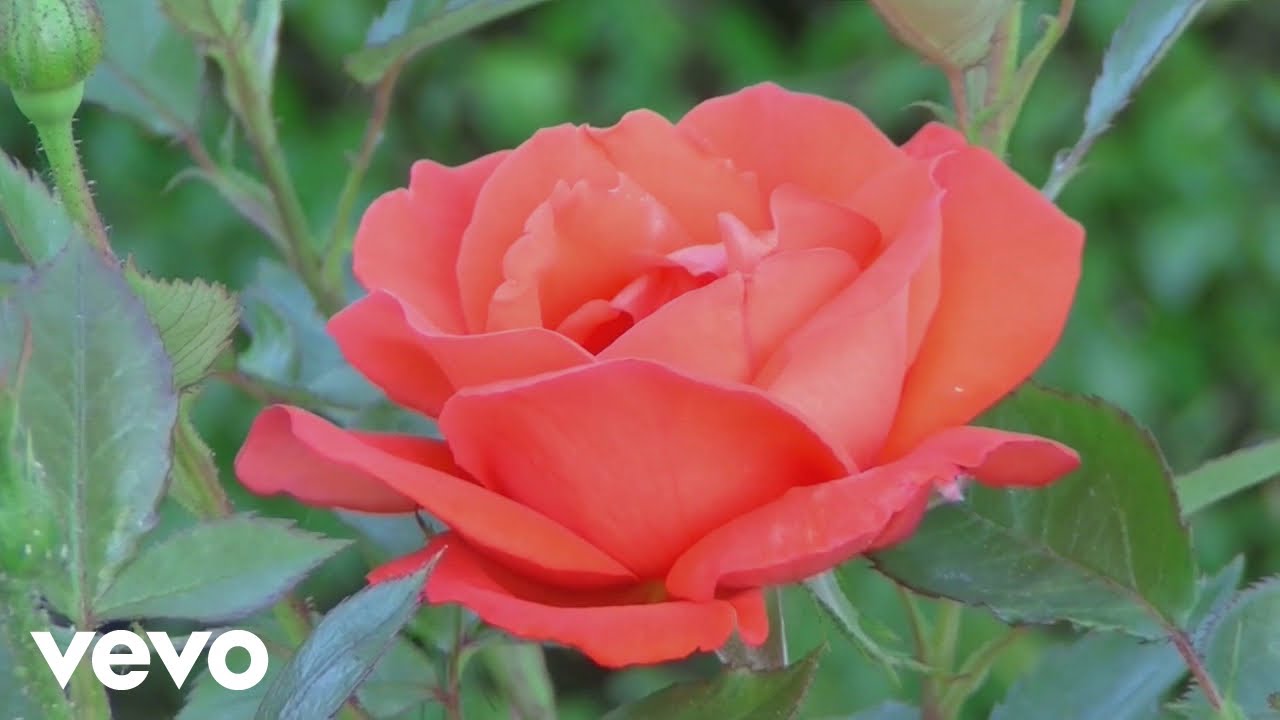 Tim Reynolds & Michael Sokolowski - Efflorescence