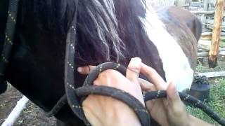 Как завязать узел на лошади(, 2015-07-24T15:23:34.000Z)