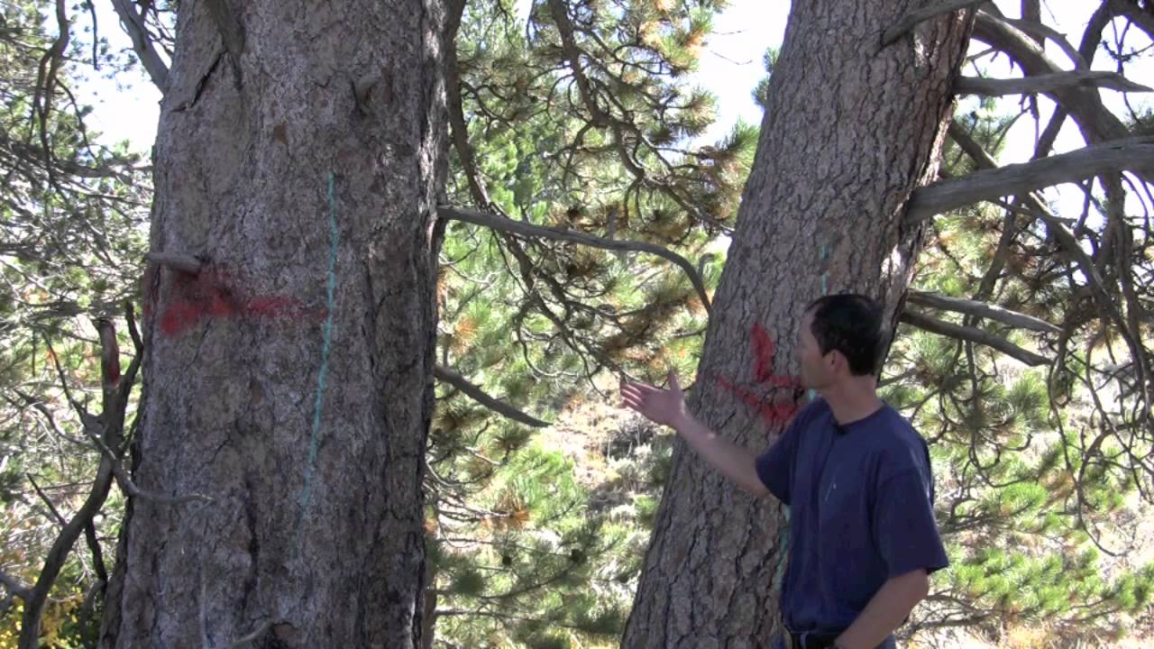 Protecting Trees From Mountain Pine Beetle -- Barnyards  Backyards