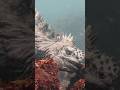 Marine Iguana Dives 30 Feet Deep into the Ocean