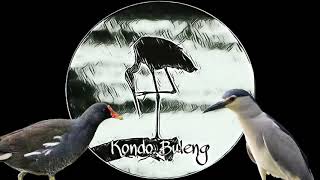 Suara pikat burung malam Duet Koak & Mandar / Peruk