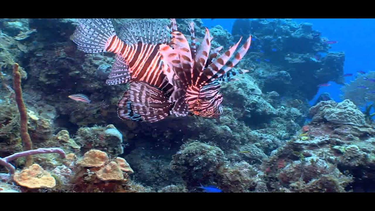 Waterways Episode 262 - Invasive Exotics in South Florida, Tegus and Lionfish