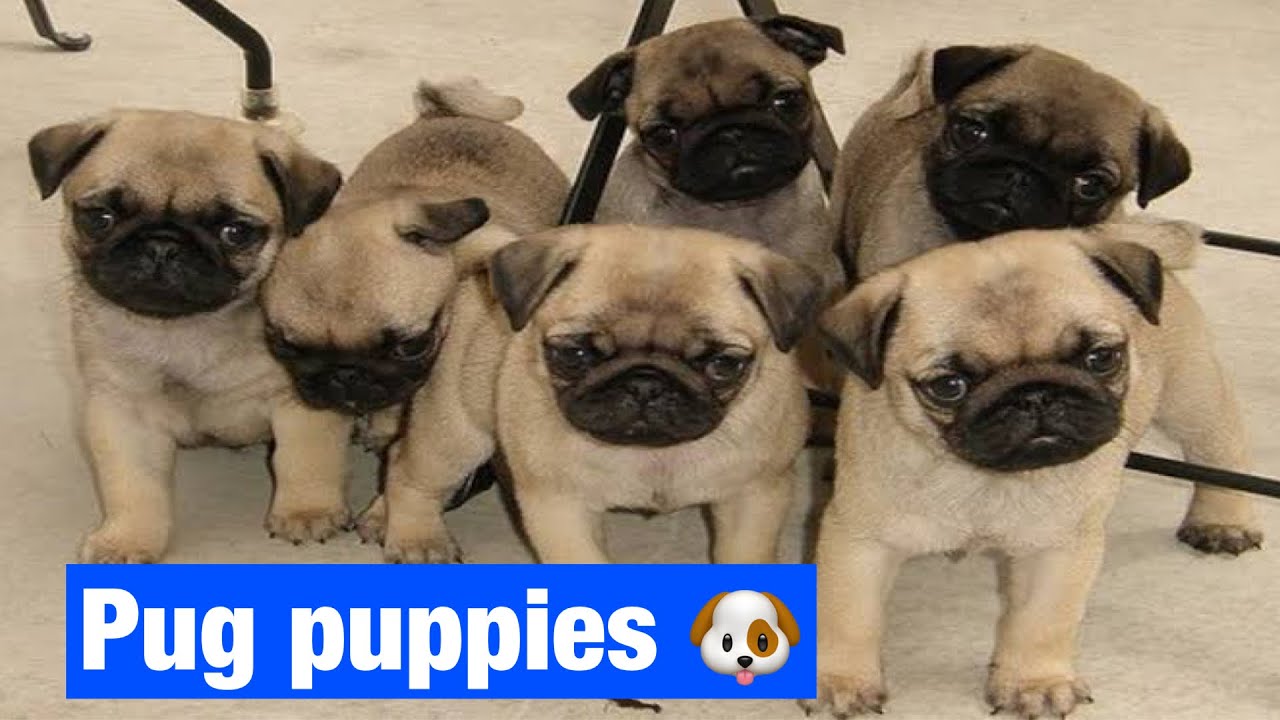Pug puppies available for sale in Hyderabad at best prices YouTube