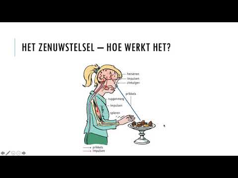 Kader 1 - 5.4 HET ZENUWSTELSEL