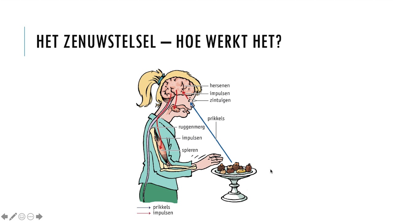 Kader 1 – 5.4 HET ZENUWSTELSEL — Transcript