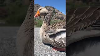 A funny goose in Greece