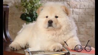 : Chow Chow Cutest - Pet Lovers United States