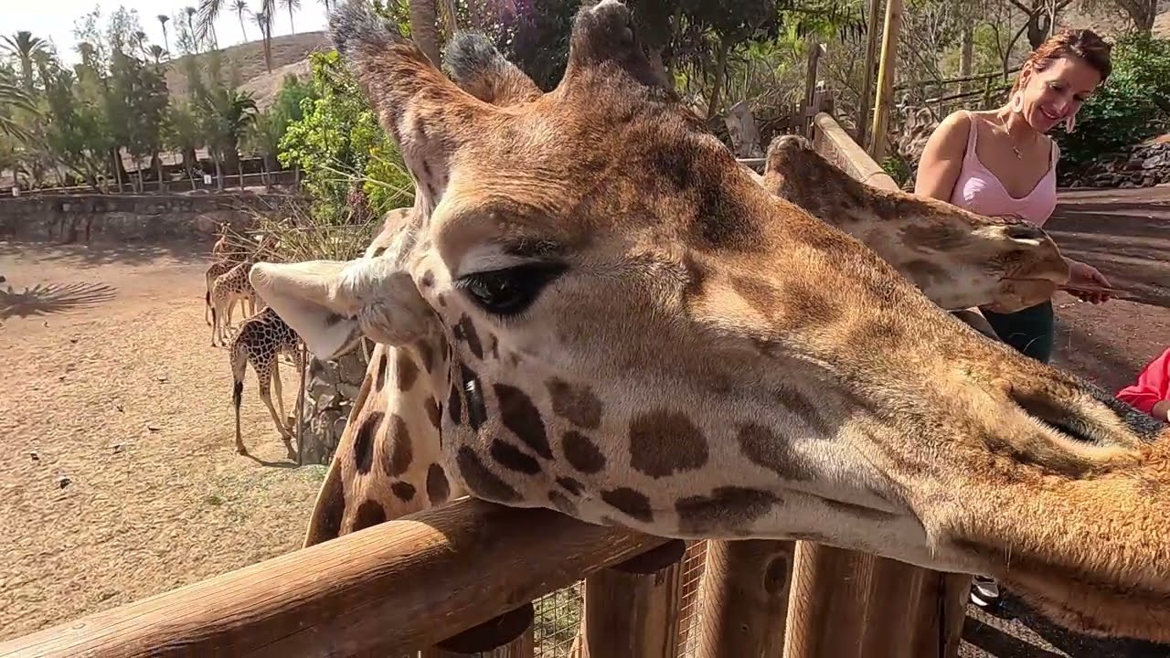 Fuerteventura - Oasis Wildlife Park