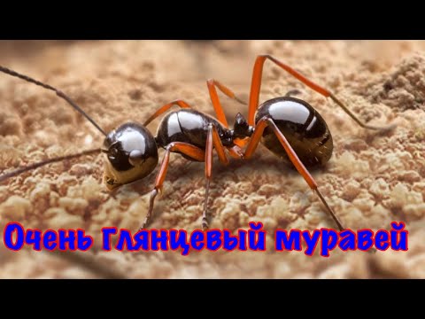 The Ants. Глянцевый Муравей