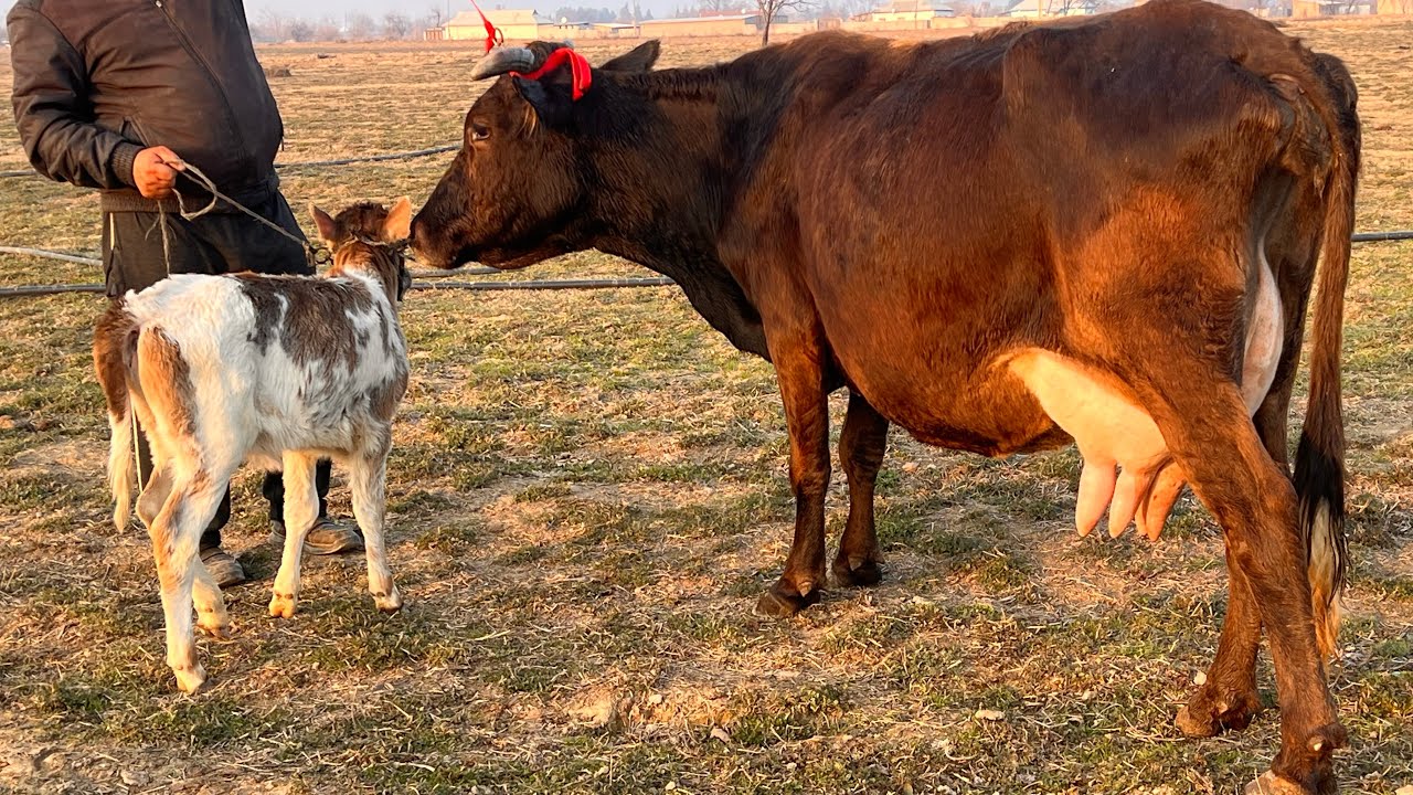 ГОВИ ГУСАЛАДОРИ ФУРУШИ ТЛ ☎️901 61 13 31 НАВОРИ ТОЗА 15 января 2026 г.
