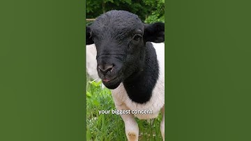 7 Things For New Sheep Farmers