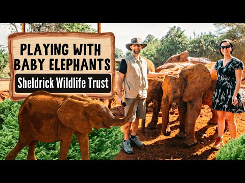 Video: Sheldrick Elephant Orphanage, Nairobi: The Complete Guide