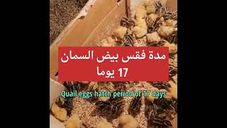 كم مدة فقس بيض السمان  How long does quail eggs hatch