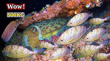 Phát Hiện Ổ Cá Kình Hơn 500KG | Bắt Mỏi Tay Cực Kì Hấp Dẫn