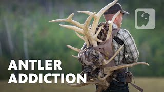 Why are people so obsessed with antler shed hunting?