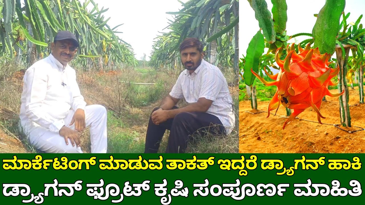 ಮಾರ್ಕೆಟಿಂಗ್ ಮಾಡುವ ತಾಕತ್ ಇದ್ದರೆ ಡ್ರ್ಯಾಗನ್ ಫ್ರೂಟ್ ಕೃಷಿ ಮಾಡಿ | dragon fruit farming kannada