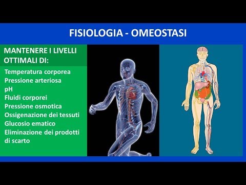 Vídeo: La Psicoteràpia Com A Fisiologia O Esport Per A L'ànima