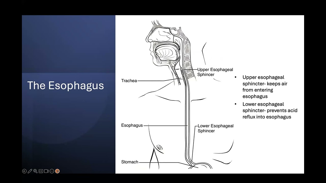 Systems of the Human Body | SchoolWorkHelper, image size:1280x720