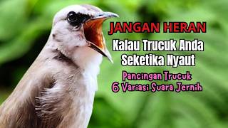 Trucukan GACOR ngalas ROPEL PANJANG suara alam AMPUH buat pancingan jadikan trucuk Gacor GARUDA