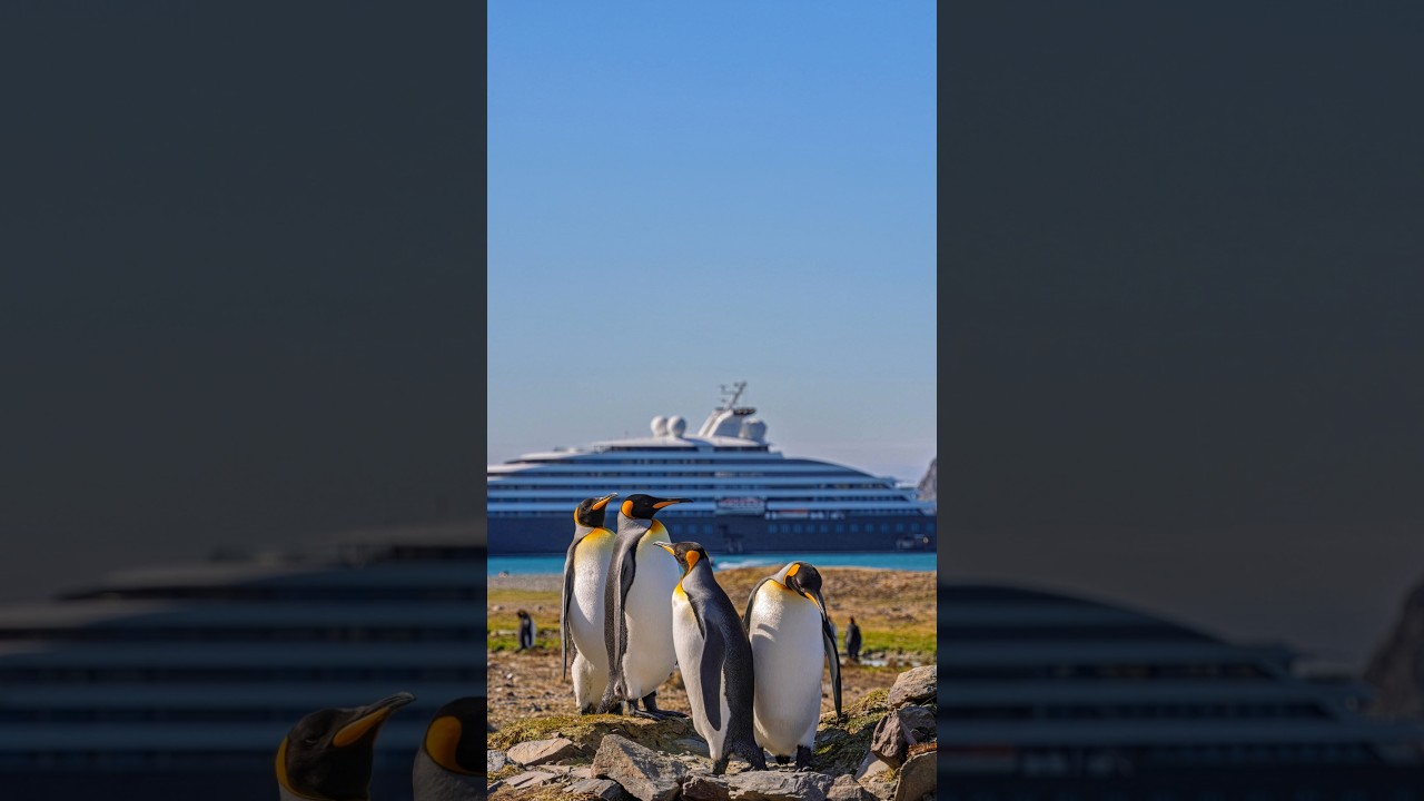 Getaway Moments | Antarctica and South Georgia | Tina Dalton