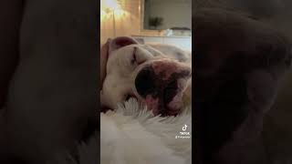 Sleeping Beauty Boxer shorts boxerdog dog dogboxer puppy cute pets animals sleepingdog