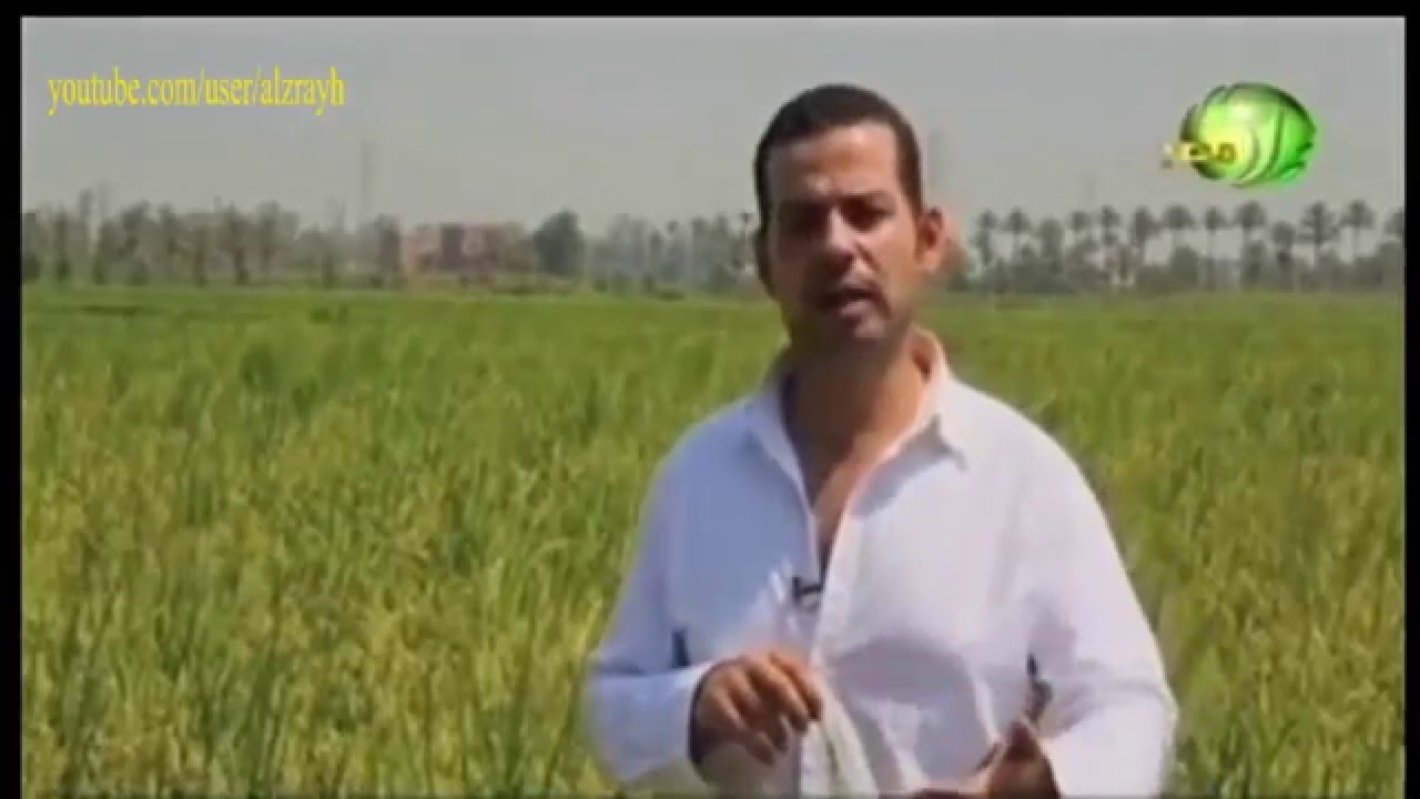 اهم المعاملات لزراعة  الارز عند طور اللين او العجين وقبل وعند الحصاد