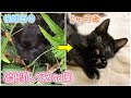 台風の中1人で鳴いていた子猫、保護して2ヶ月の成長記録