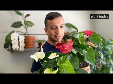 Video: Zašto Anthurium Ne Cvjeta Kod Kuće?