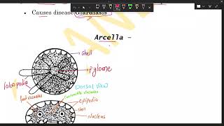 Arcella  PART-11 | PROTOZOA |