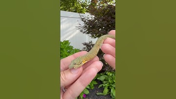 Thumbnail of Blood Orange Eurydactylodes Agricolae Project