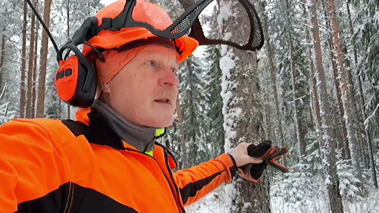 METSÄTÖISSÄ polttopuun kaatoa