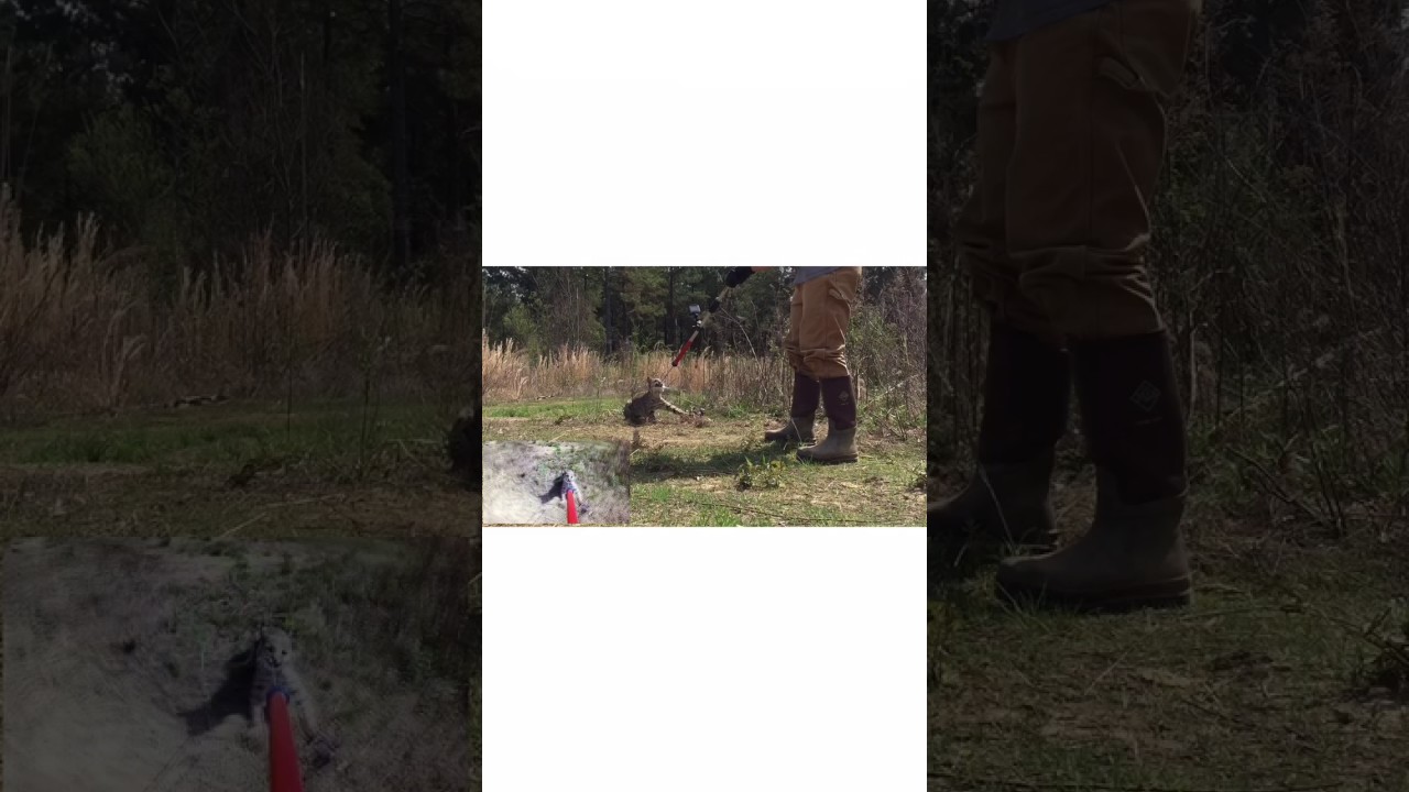 Bobcat catch and release trapping in Mississippi 2017 YouTube