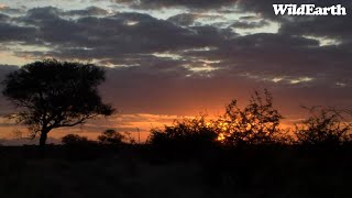 WildEarth - Sunset Safari -29 May 2023