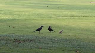 The Squirrel and Crows - Al Safa Park - Dubai