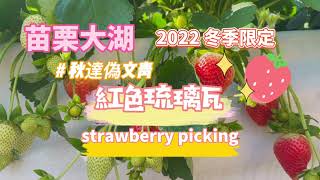 苗栗大湖採莓去!!! #紅色琉璃瓦#大湖草莓#2022冬季限定#秋達偽文青#草莓