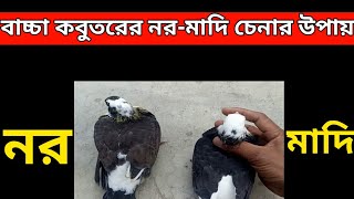 বাচ্চা কবুতরের নর মাদি চেনার সহজ উপায় pigeon Male and Female easily  new latest pigeon video