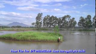 re ma dau mua  Minh Canh   Thanh Kim Hue