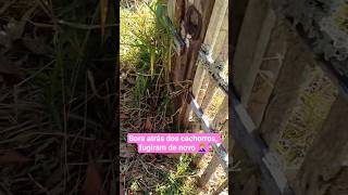 Como Faz Pra Manter Os Cachorros No Quintal petsfofinhos
