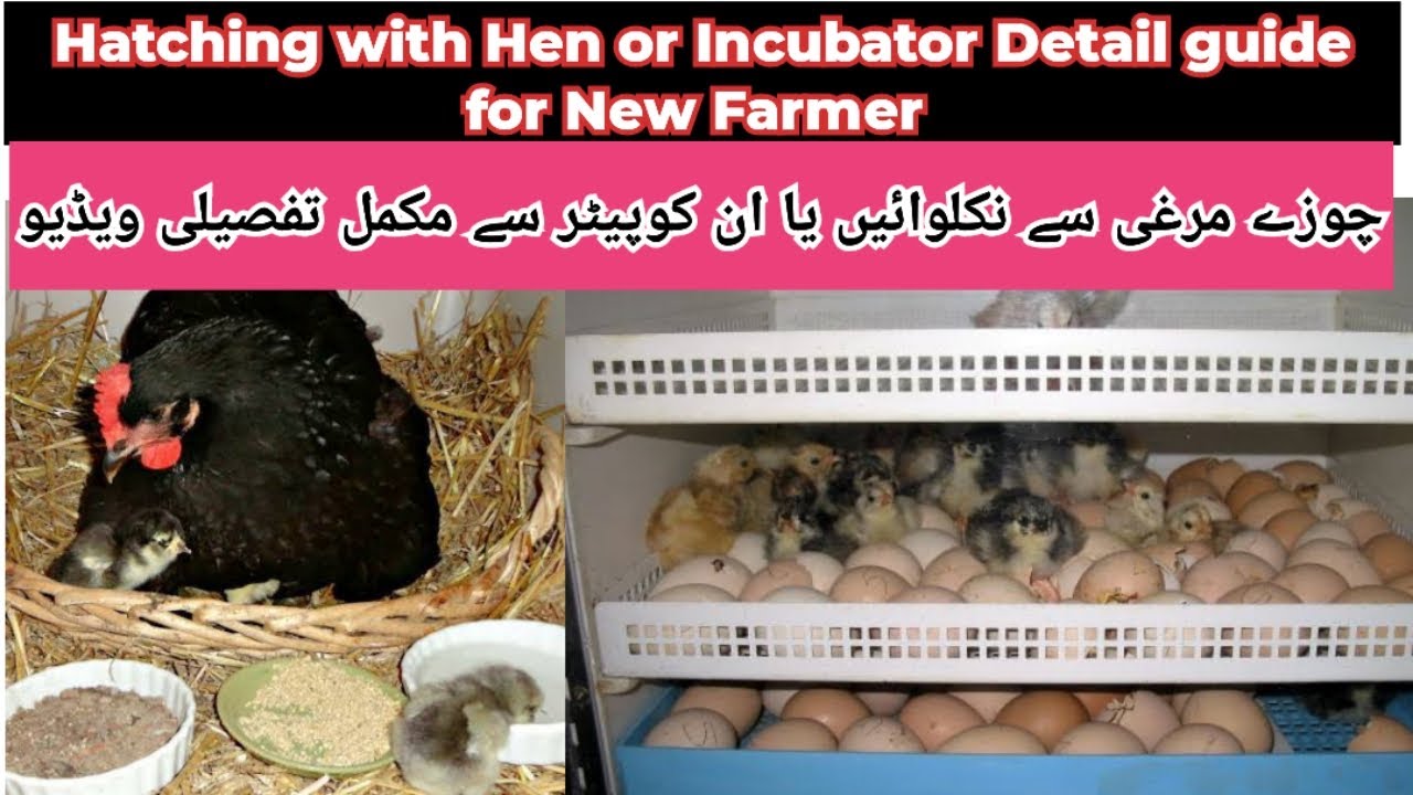 Hatching with Hen or Incubator complete guide/Advantage and Disadvantage of Incubator and Broody
