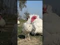 Turkey Bird Farming In India #shorts #poultryfarming
