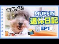 【🐶MUFFIN退休日記#1】專屬鏡頭回歸❤️「我」夢寐以求的禮物😍(中字)